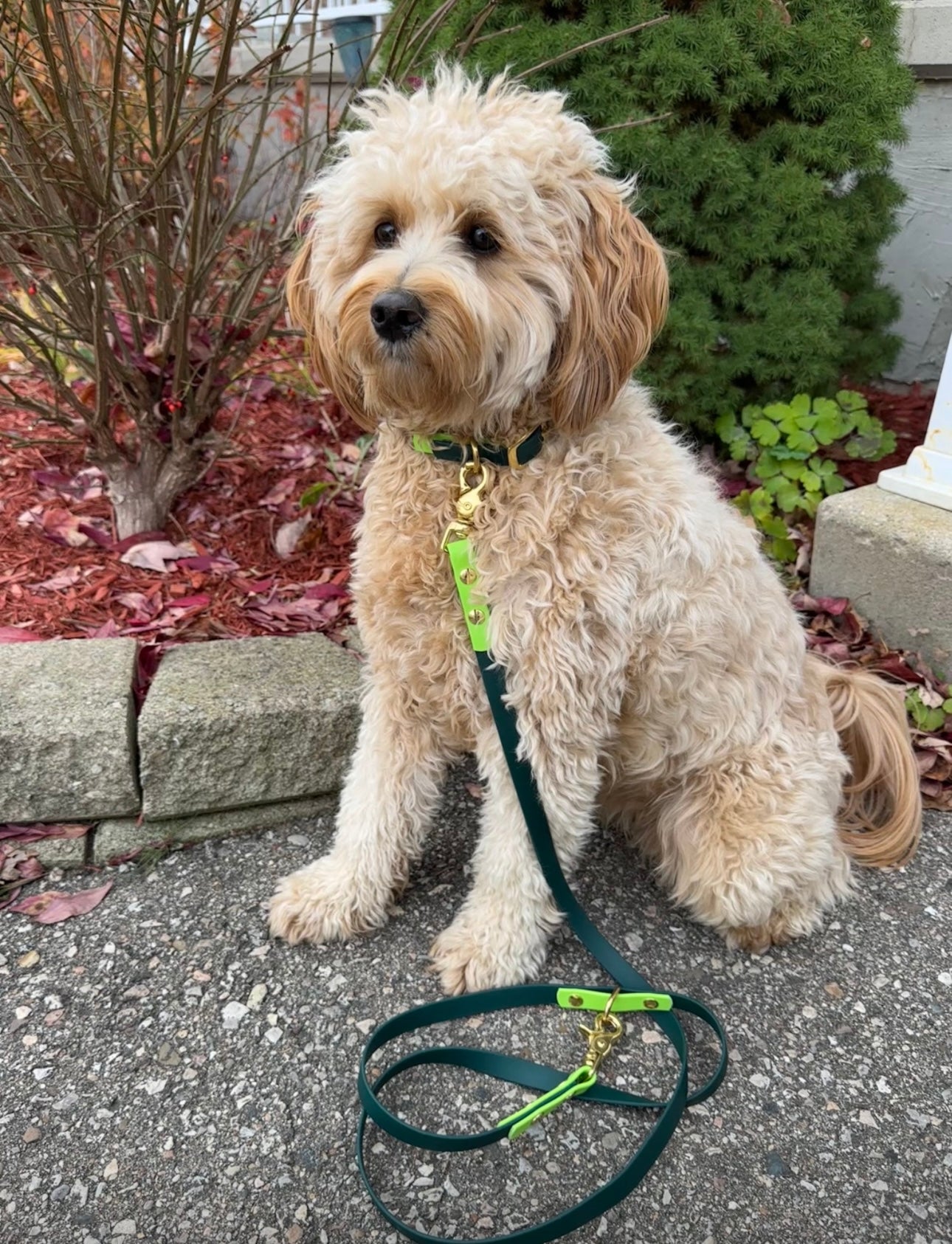 Original Leash