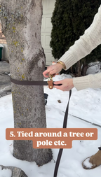 5-in-1 Hands Free Leash