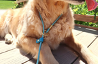 Rolled Slip Leash