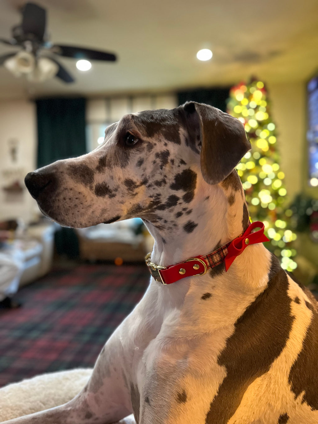 Adjustable Collar