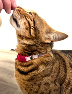 Cat Collar