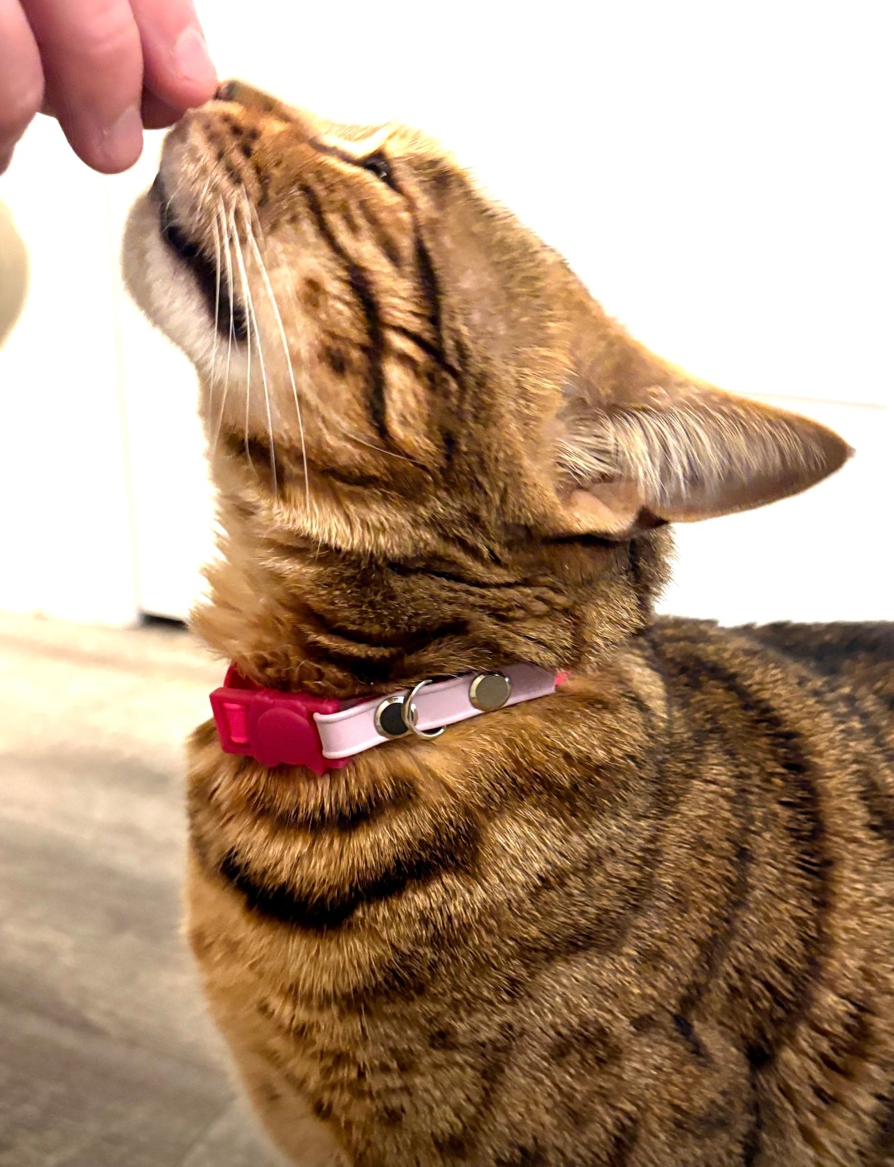 Cat Collar