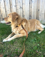 Original Leash