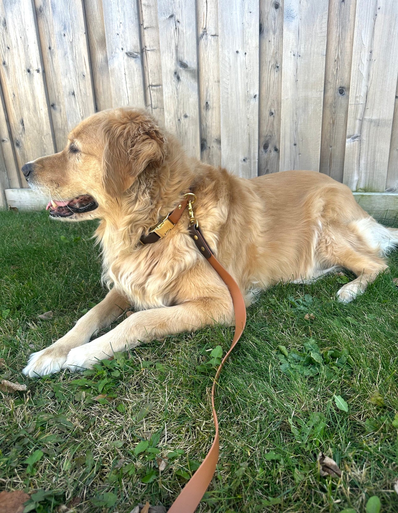 Original Leash